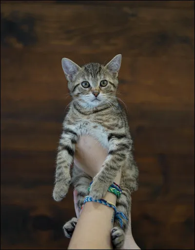 Vrai ou faux ? Un chat pr&eacute;f&egrave;re rester dehors plut&ocirc;t que dedans.