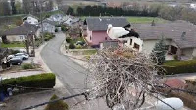 Ce couple de cigognes a élu domicile en Lorraine, à Imling. Village de l'aire d'attraction Sarrebourgeoise, traversé par la Sarre et la RN4, il se situe dans le département ...