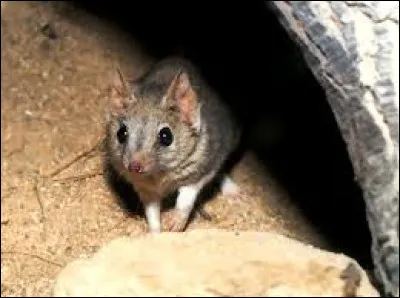 Quel est le nom de ce petit marsupial carnivore d'Australie ?