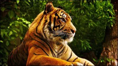 Quel animal pr&eacute;f&egrave;res-tu ?