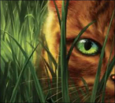 Qui est le meilleur ami dEtoile de Feu ?