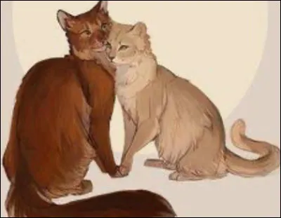 Combien a-t-il eu de chatons ?