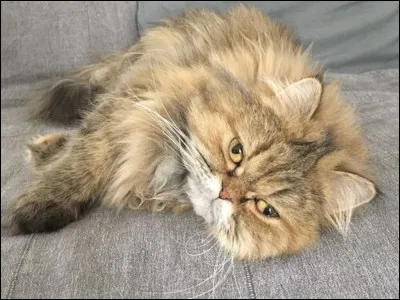 Comment appelle-t-on les moustaches d'un chat ?