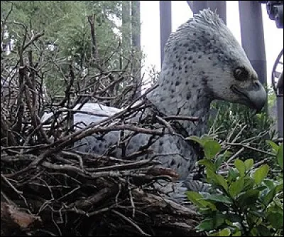 Ça vole, différentes espèces : Boutefeu chinois, crache du feu.