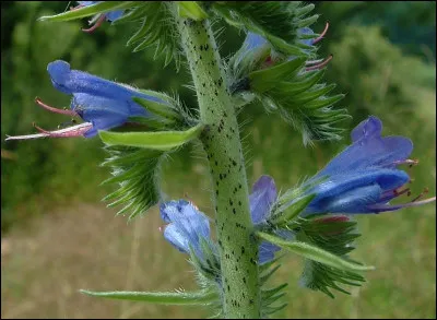 Dans quel livre d'Hervé Bazin peut-on lire : "je suis, je vis; j'attaque, je détruis; je pense, donc je contredis." ?