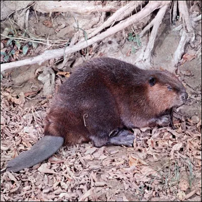 Quel est cet animal ?