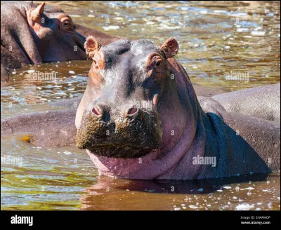 Quel est cet animal ?