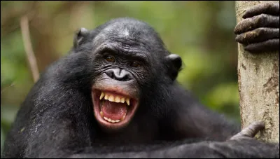 Quel est cet animal ?