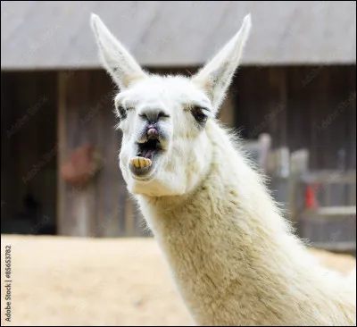 Quel est cet animal ?