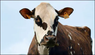 Quel est cet animal ?