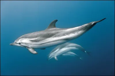 Quel est cet animal ?