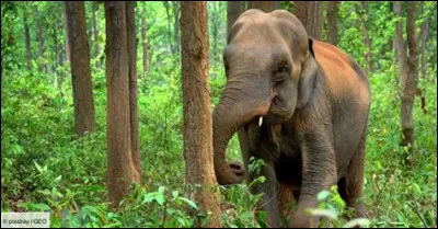 L'éléphant d'Asie est plus grand que l'éléphant d' Afrique.