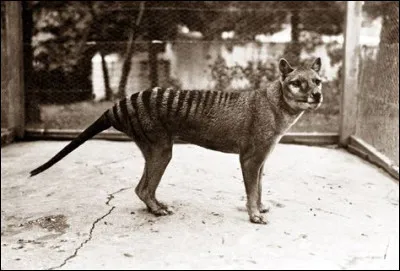 Des scientifiques sont sur le point de ressusciter les thylacines.