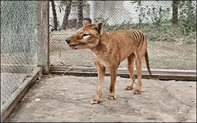 Cet animal est éteint depuis environ 1 siècle !