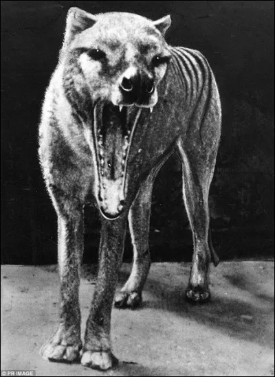 Ces animaux étaient connus pour avoir la plus grande ouverture de mâchoire de tout les mammifères !