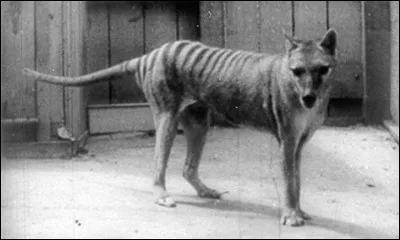 On les appelait aussi diables de Tasmanie.