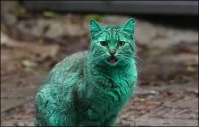 Que préfères-tu faire dans la vie ?