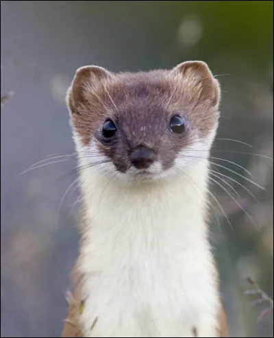 Le poids d'une hermine varie entre 60 et 200 grammes.