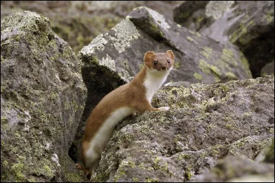 Et pour la taille, la moyenne est 50 cm.
