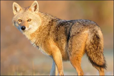 Quel est cet animal ?