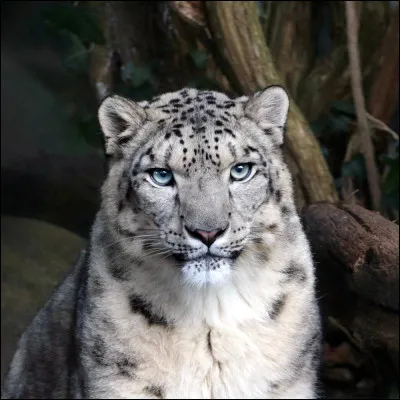 Quel est l'autre nom de la panthère des neiges ?