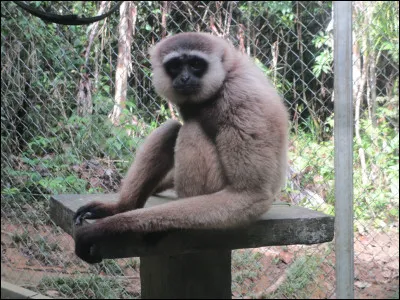 Quelle est la race de ce singe ?