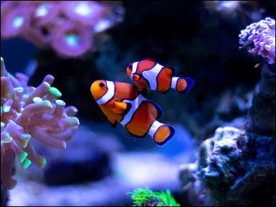 Il va vous faire rigoler !