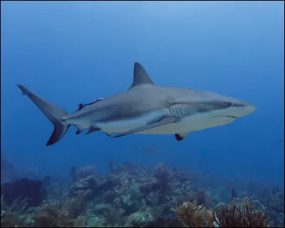 Le requin gris mesure environ 2,10 m.