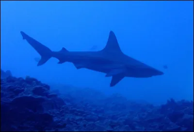 Et pour finir, il peut peser jusqu'à...