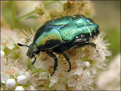 Dans lÉgypte ancienne, le scarabée représentait un dieu !