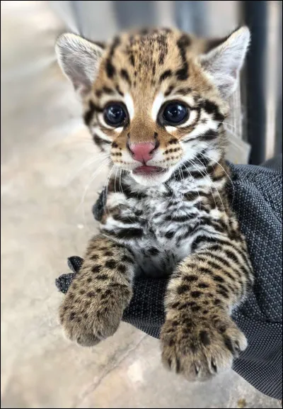 Vous pourrez l'observer en Amérique latine.