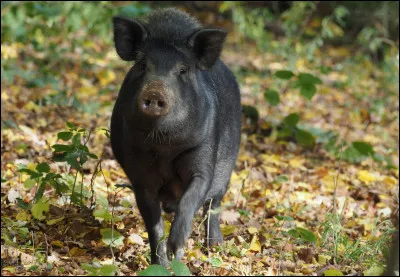 Qui porte une fourrure de sanglier sur la tête ?