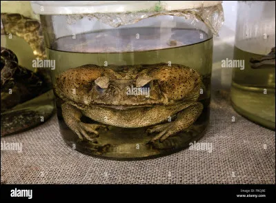 Quel est le liquide avec lequel on peut conserver des végétaux ou des animaux ?