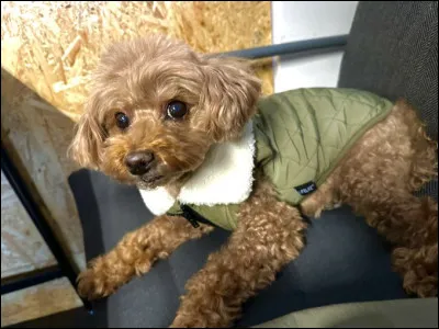 Comment s'appelle son chien ?