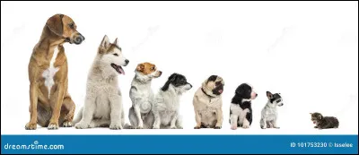 Tu voudrais avoir un chien...