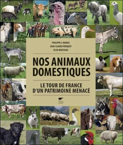 Si tu en as, ce sont des...