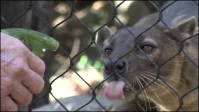 Combien mesure le fossa ?