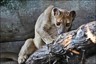 Le fossa est-il en danger critique d'extinction ?