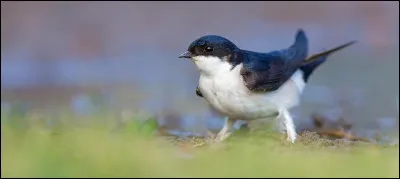 Quel est le nom de cet oiseau ?
Elle annonce l'arrivée du printemps et nous quitte en automne.