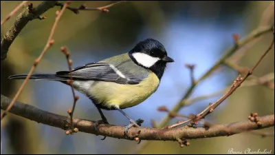 Quel est le nom de cet oiseau ? 
Elle est connue pour son agilité incroyable, se suspendant aux branches darbres tête en bas et réalisant des acrobaties.