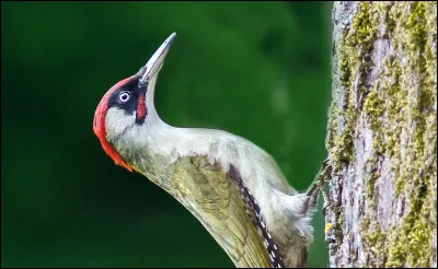 Quel est le nom de cet oiseau ? 
Cet oiseau adore manger les fourmis et fait des trous partout dans mon jardin.