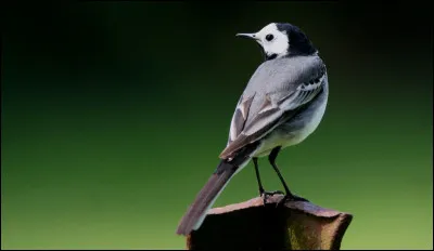 Quel est le nom de cet oiseau ?
Elle hoche la queue en marchant.