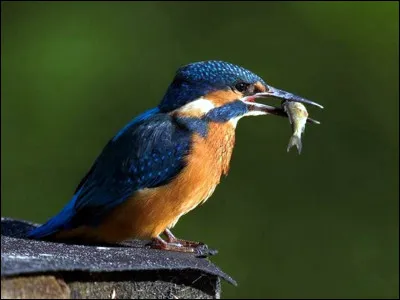 Quel est le nom de cet oiseau ? 
C'est l'un de meilleurs pêcheurs de nos rivières.