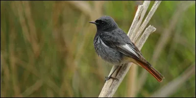 Quel est le nom de cet oiseau ? 
Il aime dominer le jardin en été en se perchant sur les antennes de télévision.