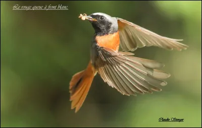 Quel est le nom de cet oiseau ? Il aime dominer le jardin en &eacute;t&eacute; en se perchant sur les antennes de t&eacute;l&eacute;vision.