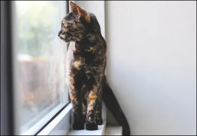 Quelle est la couleur des yeux d'Étoile de Ronces ?