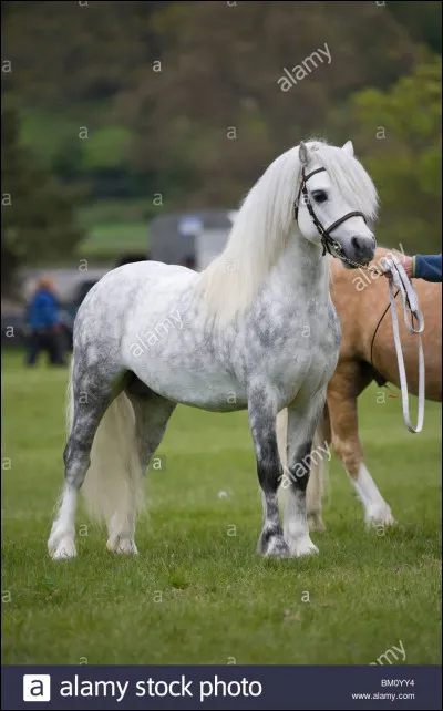 Quelle est cette race ?