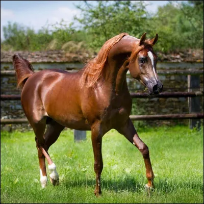 Quelle est cette race ?