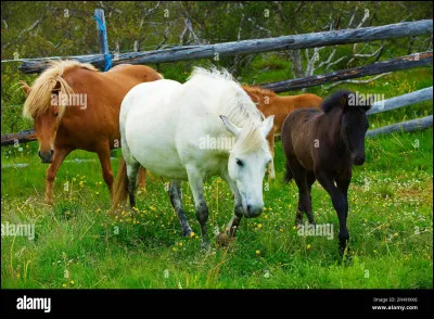 Quelle est cette race ?