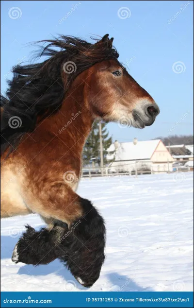 Quelle est cette race ?